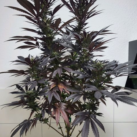 Candy Kush Express "Jane" growlog timeline photo