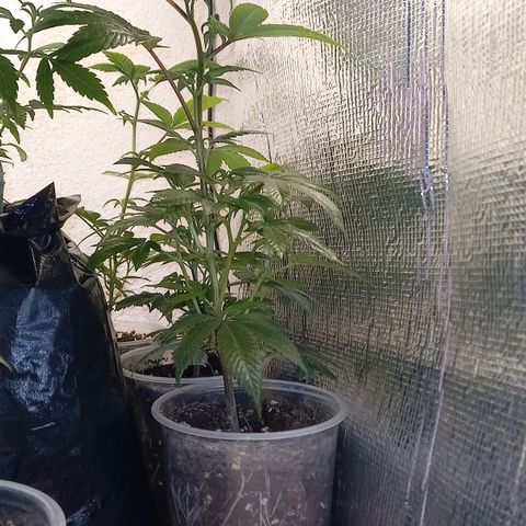 gorila glue  #1 growlog timeline photo