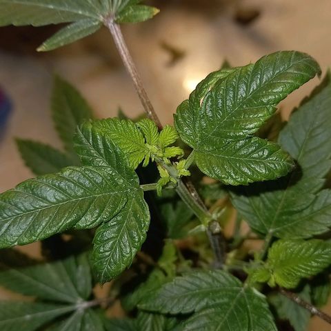 gorila glue  #1 growlog timeline photo