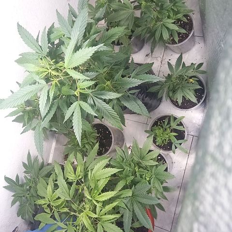 gorila glue  #1 growlog timeline photo