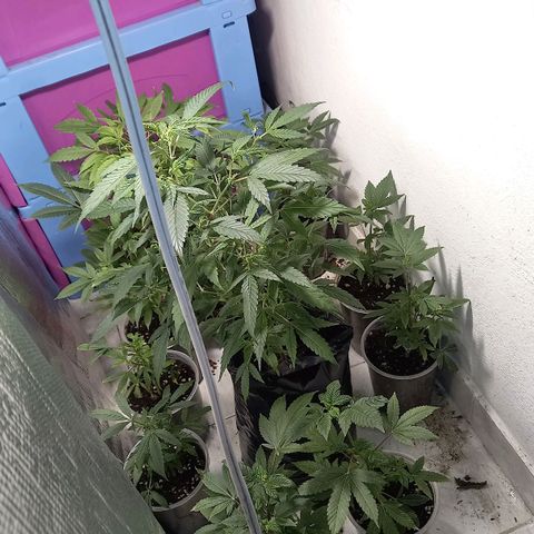 gorila glue  #1 growlog timeline photo