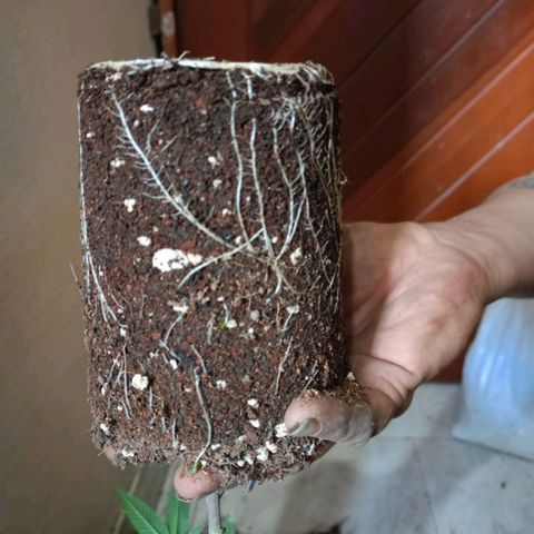 gorila glue  #1 growlog photo: transplante regandoncon agua más preventivos