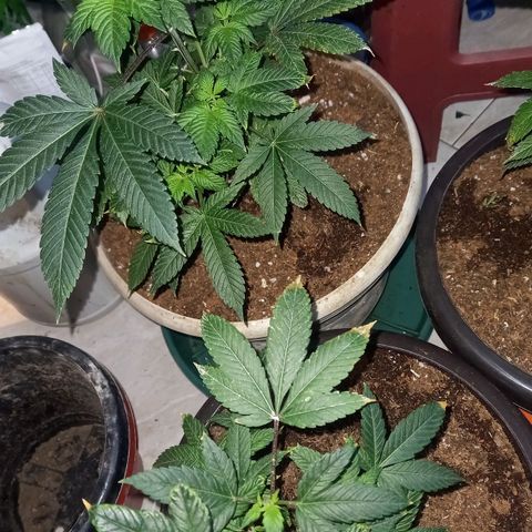 gorila glue  #1 growlog photo: transplante regandoncon agua más preventivos