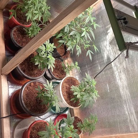 gorila glue  #1 growlog photo: transplante regandoncon agua más preventivos
