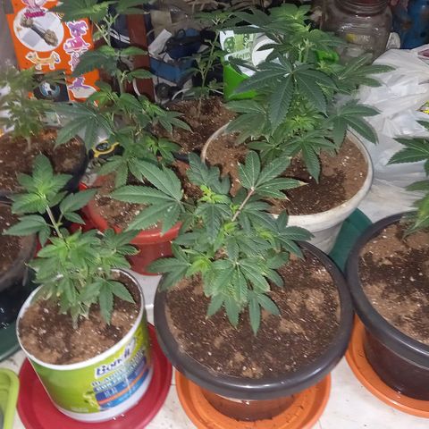 gorila glue  #1 growlog photo: transplante regandoncon agua más preventivos
