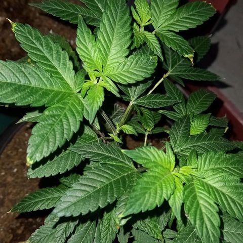gorila glue  #1 growlog photo: transplante regandoncon agua más preventivos