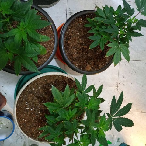 gorila glue  #1 growlog photo: transplante regandoncon agua más preventivos