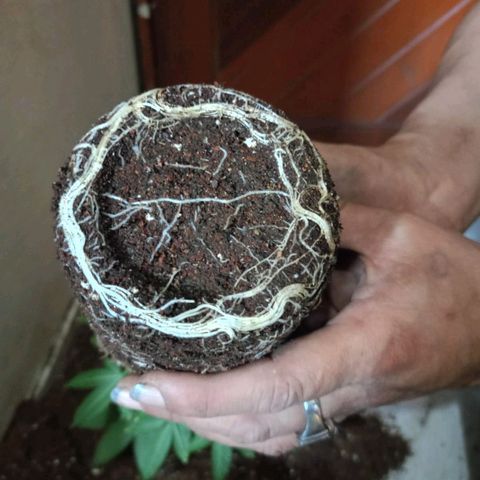 gorila glue  #1 growlog photo: transplante regandoncon agua más preventivos