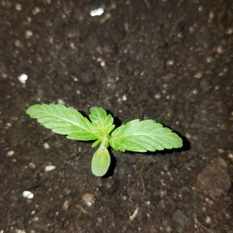 Gagarin Auto growlog timeline photo