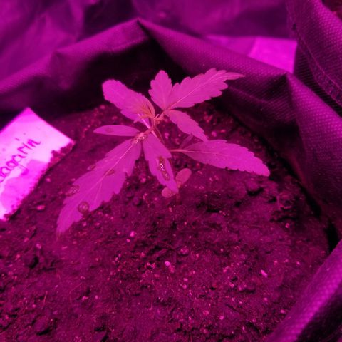 Gagarin Auto growlog timeline photo