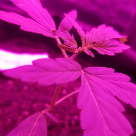 Gagarin Auto growlog timeline photo