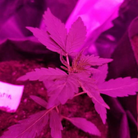 Gagarin Auto growlog timeline photo