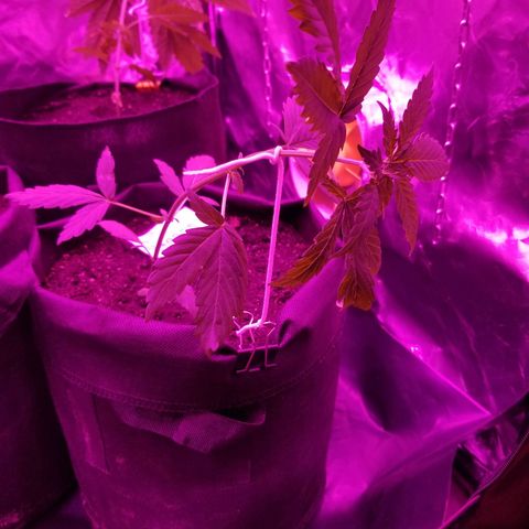 Gagarin Auto growlog photo: Тренерую растения способом "lst"