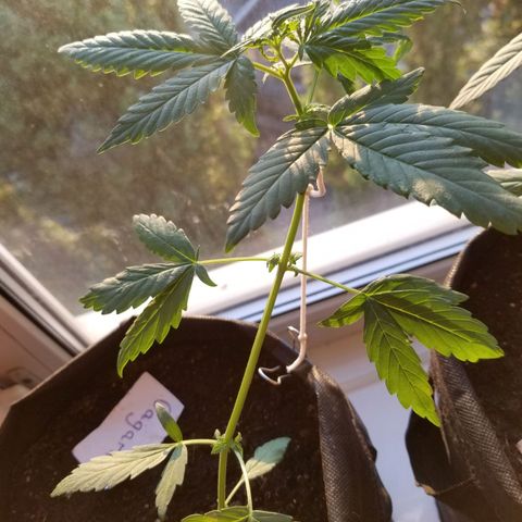 Gagarin Auto growlog photo: Good morning:)