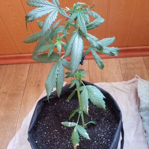 Gagarin Auto growlog timeline photo