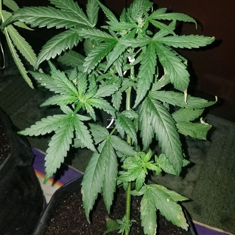 Gagarin Auto growlog photo: Появляются пестики (предцветие)