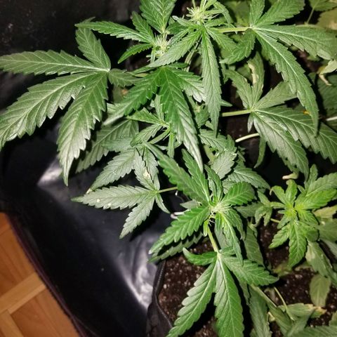 Gagarin Auto growlog timeline photo