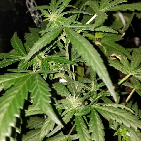 Gagarin Auto growlog timeline photo
