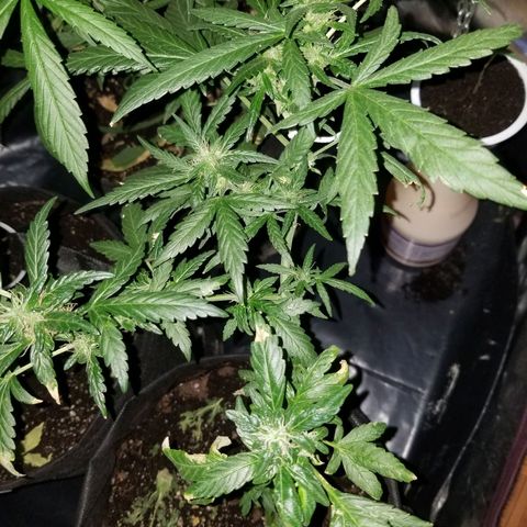 Gagarin Auto growlog timeline photo
