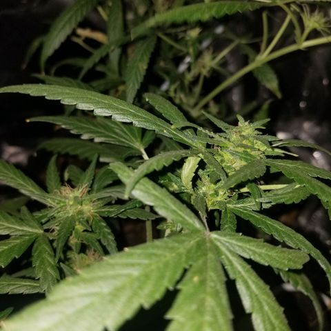 Gagarin Auto growlog timeline photo