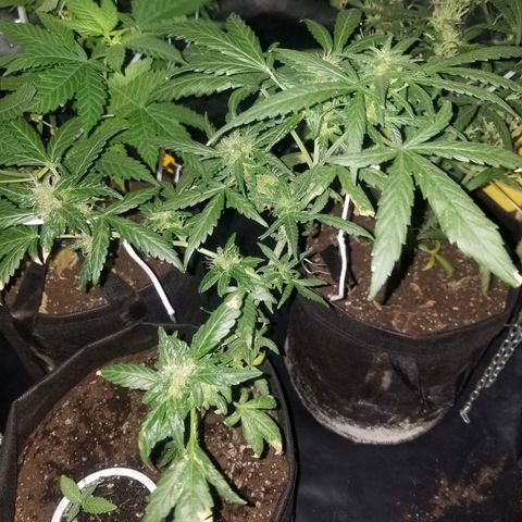 Gagarin Auto growlog timeline photo