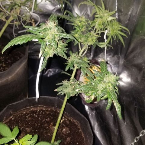 Gagarin Auto growlog timeline photo
