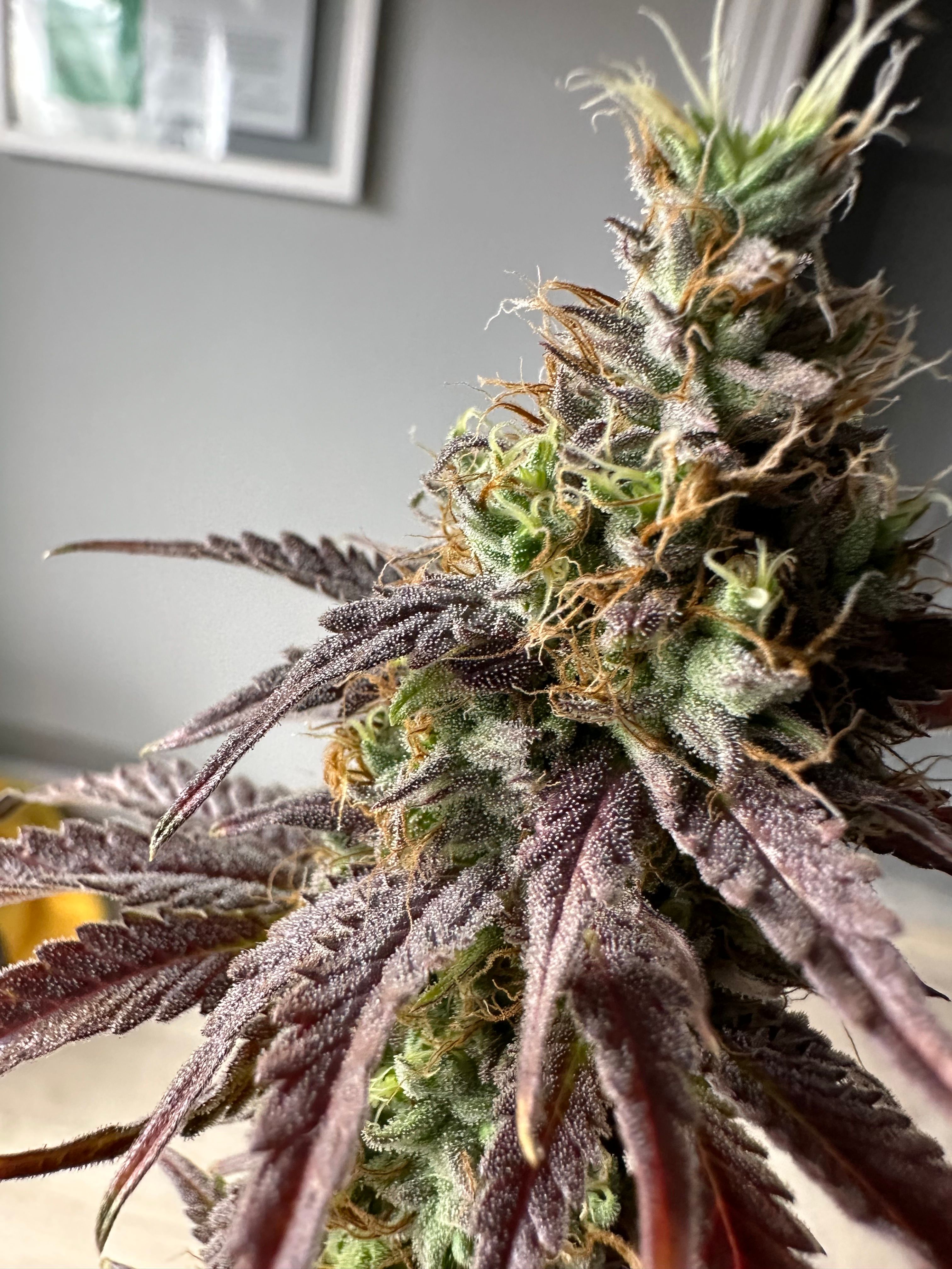 Sundae Driver ORGANIC growlog header