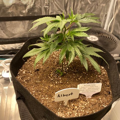Gelato Sundae growlog timeline photo
