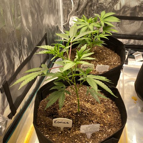 Guava Bars growlog timeline photo