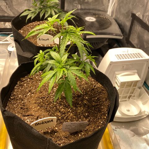 Blueberry Cupcake growlog timeline photo