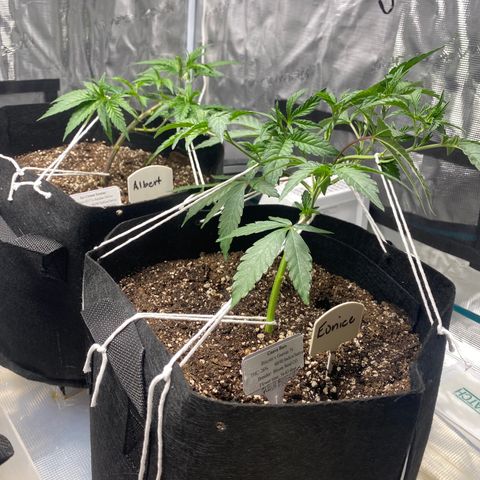 Guava Bars growlog timeline photo