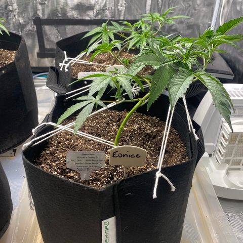 Guava Bars growlog timeline photo