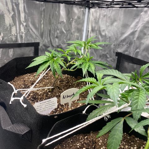 Gelato Sundae growlog timeline photo