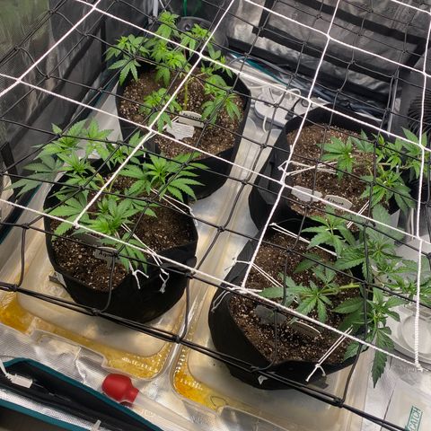 Gelato Sundae growlog timeline photo