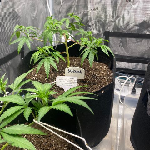Blueberry Cupcake growlog timeline photo