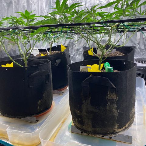 Blueberry Cupcake growlog timeline photo