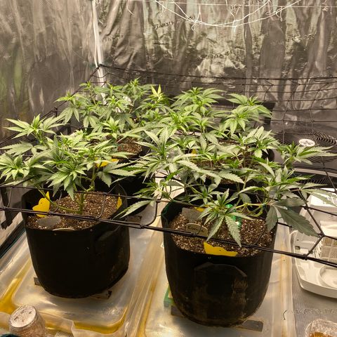 Blueberry Cupcake growlog timeline photo