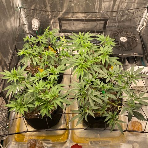Blueberry Cupcake growlog timeline photo