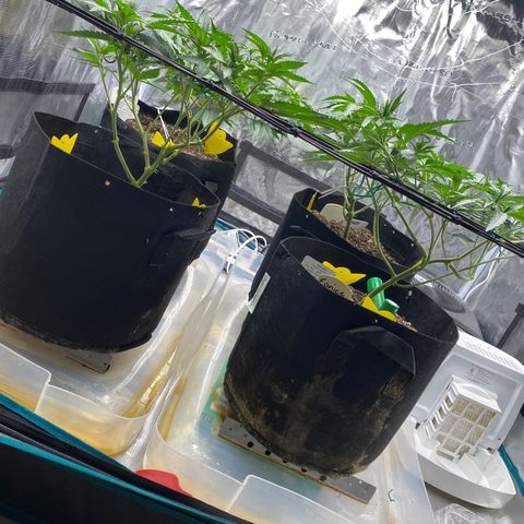 Guava Bars growlog timeline photo