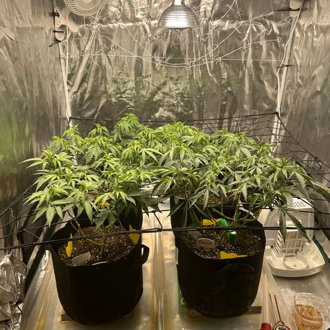 Blueberry Cupcake growlog timeline photo