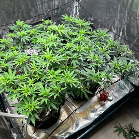 Blueberry Cupcake growlog timeline photo