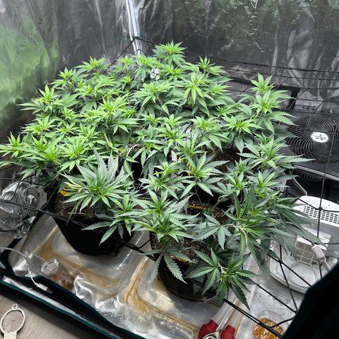 Blueberry Cupcake growlog timeline photo