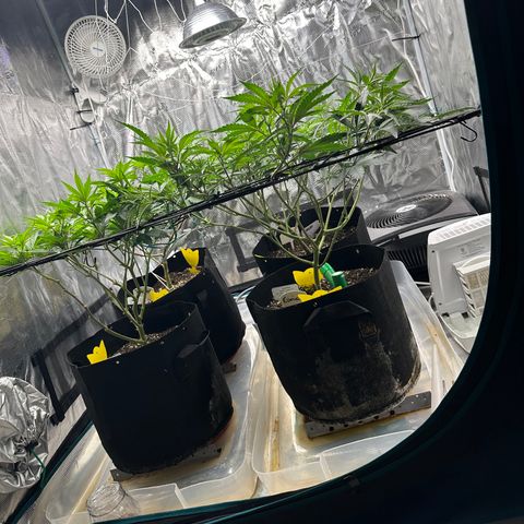 Guava Bars growlog timeline photo