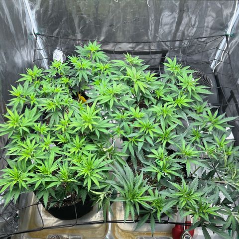 Gelato Sundae growlog timeline photo