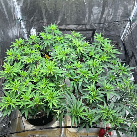 Guava Bars growlog timeline photo