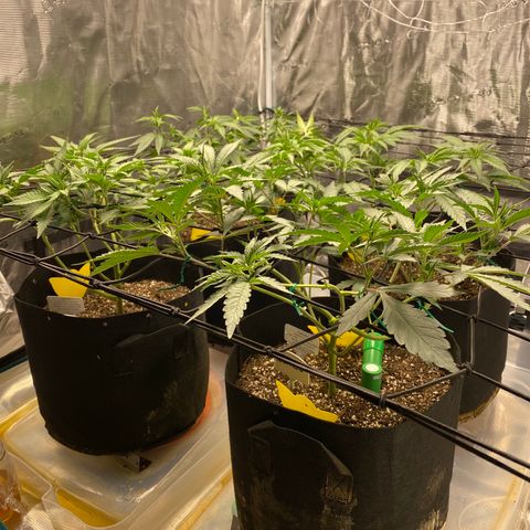 Guava Bars growlog timeline photo