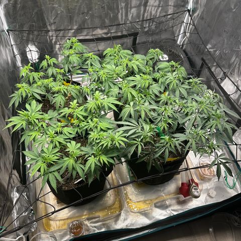 Blueberry Cupcake growlog timeline photo