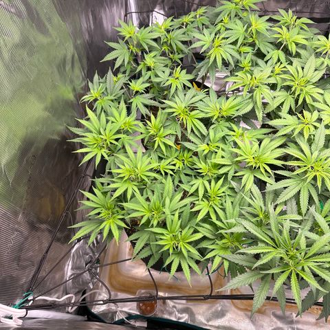 Blueberry Cupcake growlog timeline photo