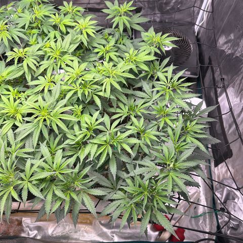 Gelato Sundae growlog timeline photo