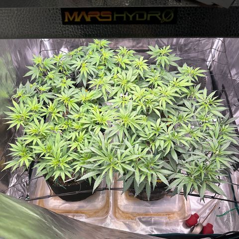 Gelato Sundae growlog timeline photo